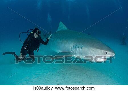 Underwater view of scuba diver touching tiger shark near seabed, Tiger Beach, Bahamas View Large Photo Image Stock Photo - Underwater view of scuba diver touching tiger shark near seabed, Tiger Beach, Bahamas. Fotosearch
