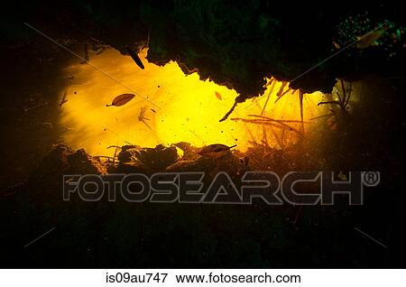 Water changing color as light from the surface passes through suspended sediment at Cenote Carwash, Tulum, Mexico View Large Photo Image Stock Photo - Water changing color as light from the surface passes through suspended sediment at Cenote Carwash, Tulum, Mexico. Fotosearch
