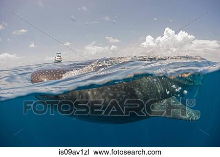 Whale shark feeding on the water surface, boat on horizon, Isla Mujeres, Mexico View Large Photo Image Stock Image - Whale shark feeding on the water surface, boat on horizon, Isla Mujeres, Mexico. Fotosearch