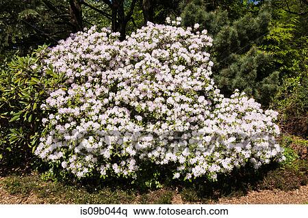 白 そして 藤色 花が咲く ツツジ アザレア 低木 中に 春 ストックフォト 写真素材 Is09b044q Fotosearch
