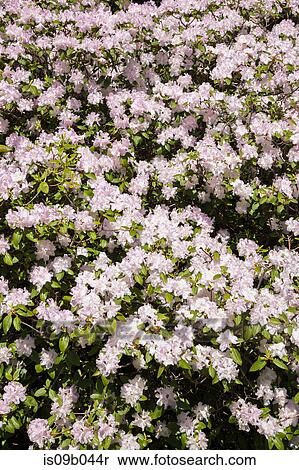 終わり の 白 そして 藤色 花が咲く ツツジ アザレア 低木 中に 春 ストックフォト 写真素材 Is09b044r Fotosearch