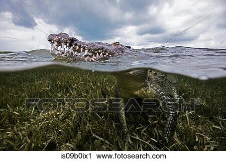 Stock Image - American croc (Crocodylus acutus) at sea surface, Chinchorro Banks, Mexico. Fotosearch