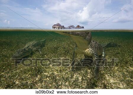 American croc (Crocodylus acutus) at sea surface, Chinchorro Banks, Mexico View Large Photo Image Stock Image - American croc (Crocodylus acutus) at sea surface, Chinchorro Banks, Mexico. Fotosearch