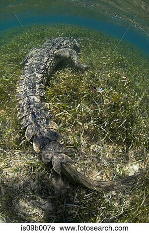 American crocodile (Crocodylus Acutus) crawls in shallows, Chinchorro Atoll, Mexico View Large Photo Image Stock Image - American crocodile (Crocodylus Acutus) crawls in shallows, Chinchorro Atoll, Mexico. Fotosearch