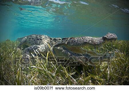 American crocodile (Crocodylus Acutus) crawls in shallows, Chinchorro Atoll, Mexico View Large Photo Image Stock Image - American crocodile (Crocodylus Acutus) crawls in shallows, Chinchorro Atoll, Mexico. Fotosearch