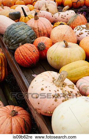 Stock Image - Autumn coloured pumpkins and squashes on garden centre stall. Fotosearch