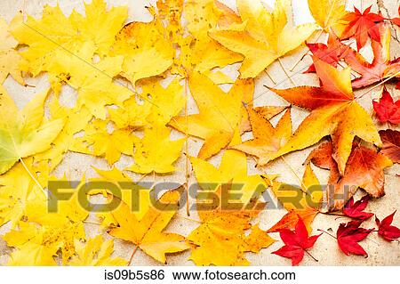 Autumn maple leaves on white surface, overhead view View Large Photo Image Stock Photograph - Autumn maple leaves on white surface, overhead view. Fotosearch