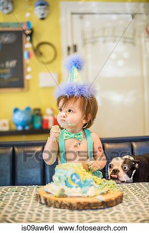 Stock Image - Baby boys pet dog staring at messy birthday cake on table. Fotosearch