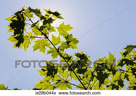 Backlit Acer - Maple tree leaves against blue sky in spring View Large Photo Image Stock Photo - Backlit Acer - Maple tree leaves against blue sky in spring. Fotosearch