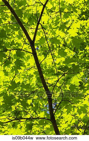 Backlit and silhouetted Acer - Maple tree leaves in spring View Large Photo Image Stock Photo - Backlit and silhouetted Acer - Maple tree leaves in spring. Fotosearch