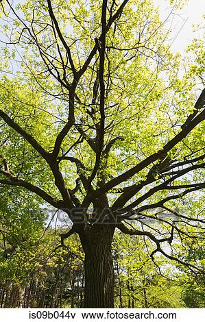 Backlit and silhouetted Quercus rubra - Northern Red Oak tree in spring View Large Photo Image Stock Photo - Backlit and silhouetted Quercus rubra - Northern Red Oak tree in spring. Fotosearch