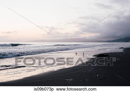 Beach and seascape at dawn, Morro Bay, California, USA View Large Photo Image Stock Photography - Beach and seascape at dawn, Morro Bay, California, USA. Fotosearch