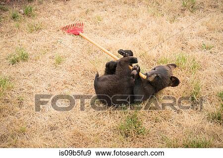 Bear cub lying on back playing with rake, South Dakota, USA View Large Photo Image Stock Photo - Bear cub lying on back playing with rake, South Dakota, USA. Fotosearch