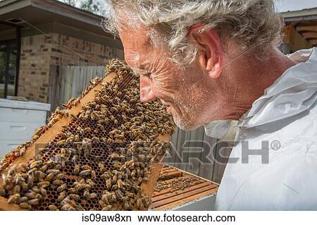 Beekeeper examining hive frame View Large Photo Image Picture - Beekeeper examining hive frame. Fotosearch
