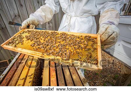 Stock Image - Beekeeper holding hive frame with bees, mid section. Fotosearch