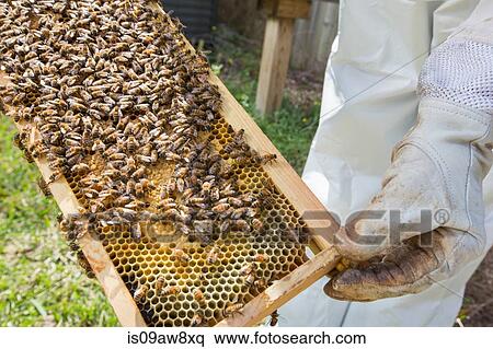 Beekeeper holding hive frame with bees, close-up View Large Photo Image Stock Photography - Beekeeper holding hive frame with bees, close-up. Fotosearch