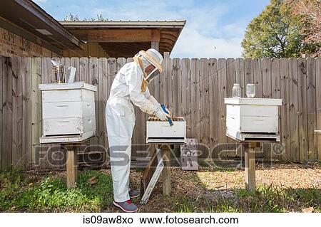 Beekeeper removing frame from beehive View Large Photo Image Picture - Beekeeper removing frame from beehive. Fotosearch