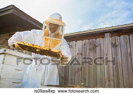 Beekeeper removing frame from beehive View Large Photo Image Stock Photography - Beekeeper removing frame from beehive. Fotosearch