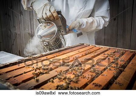 Stock Image - Beekeeper smoking bees in hive, mid section. Fotosearch