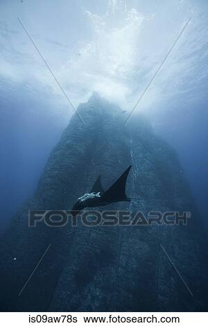 Black giant Manta (Manta Birostris) swims past iconic vertical walls of Roca Partida View Large Photo Image Stock Photograph - Black giant Manta (Manta Birostris) swims past iconic vertical walls of Roca Partida. Fotosearch