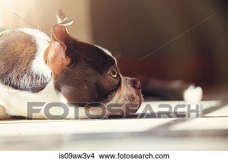 Boston Terrier puppy looking up at owner View Large Photo Image Picture - Boston Terrier puppy looking up at owner. Fotosearch