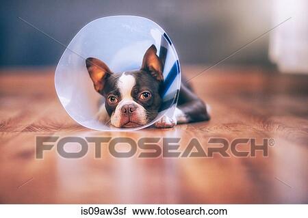 Boston Terrier puppy wearing pet cone View Large Photo Image Stock Image - Boston Terrier puppy wearing pet cone. Fotosearch