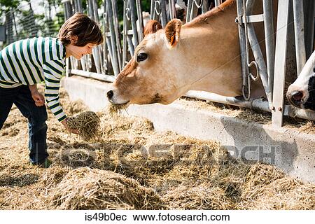 Boy feeding cow on organic dairy farm View Large Photo Image Stock Image - Boy feeding cow on organic dairy farm. Fotosearch
