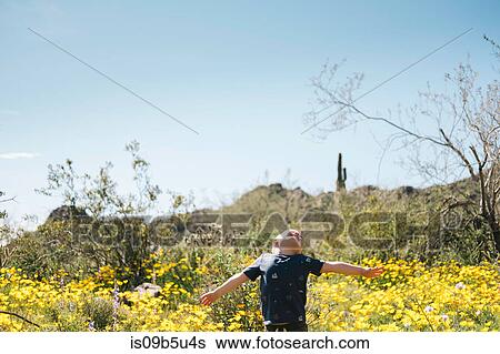 Boy in wildflowers meadow, arms open, head back, Wadell, Arizona, USA View Large Photo Image Stock Photograph - Boy in wildflowers meadow, arms open, head back, Wadell, Arizona, USA. Fotosearch