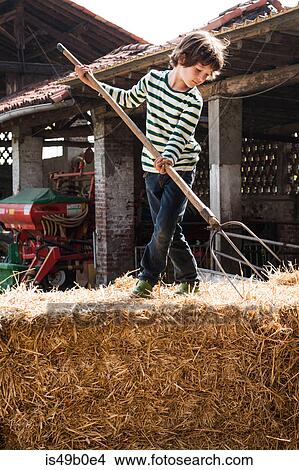Picture - Boy on straw bale with pitchfork on organic dairy farm. Fotosearch