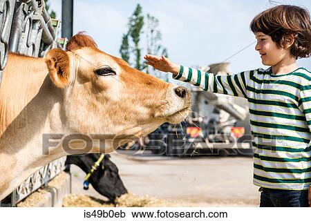 Boy petting cow on organic dairy farm View Large Photo Image Stock Image - Boy petting cow on organic dairy farm. Fotosearch