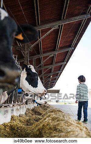 Boy watching feeding cows on organic dairy farm View Large Photo Image Stock Image - Boy watching feeding cows on organic dairy farm. Fotosearch