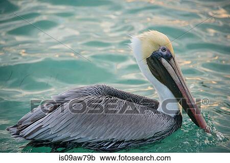 Brown Pelican (Pelecanus Occidentalis) View Large Photo Image Stock Image - Brown Pelican (Pelecanus Occidentalis). Fotosearch
