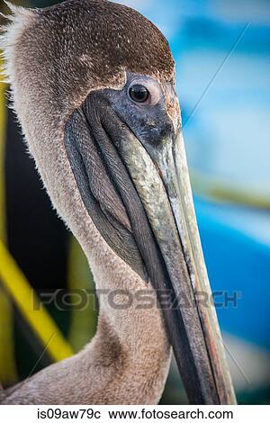Brown Pelican (Pelecanus Occidentalis) View Large Photo Image Stock Image - Brown Pelican (Pelecanus Occidentalis). Fotosearch