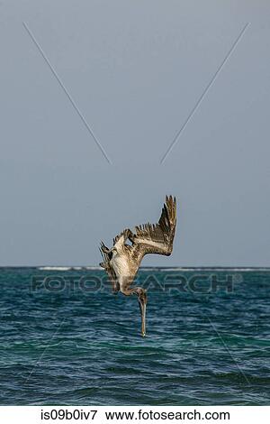 Stock Photo - Brown pelican (Pelecanus occidentalis) diving into sea, Puerto Morelos, Mexico. Fotosearch
