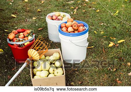 Stock Photography - Buckets and box of fresh picked apples on grass, with fruit picker tool. Fotosearch