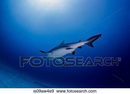 Bullshark, Playa del Carmen, Mexico View Large Photo Image Stock Photo - Bullshark, Playa del Carmen, Mexico. Fotosearch