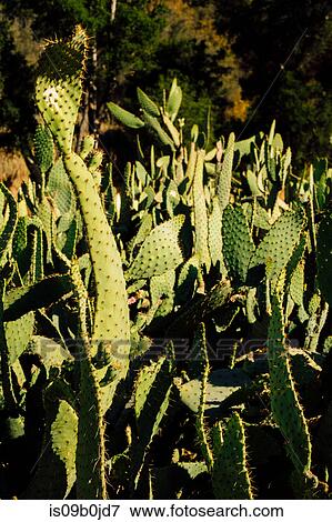 Stock Photo - Cacti, Malibu Canyon, California, USA. Fotosearch