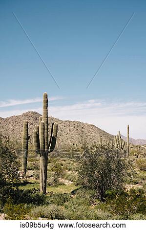 Cacti, Wadell, Arizona, USA View Large Photo Image Stock Image - Cacti, Wadell, Arizona, USA. Fotosearch