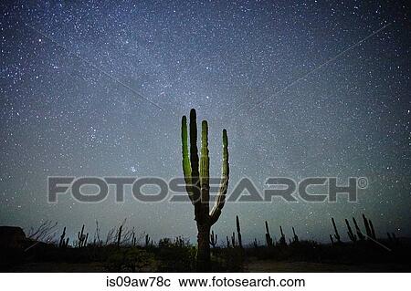 Cactus, La Paz, Baja California, Mexico View Large Photo Image Stock Image - Cactus, La Paz, Baja California, Mexico. Fotosearch
