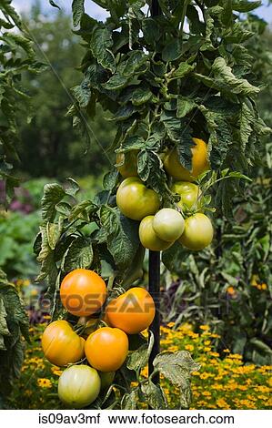 Chef's Choice Orange tomato plant (Solanum lycopersicum) in late summer View Large Photo Image Stock Image - Chef's Choice Orange tomato plant (Solanum lycopersicum) in late summer. Fotosearch