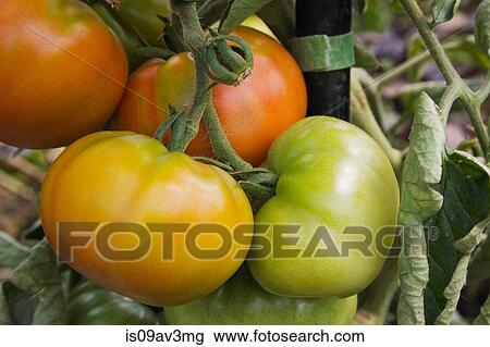 Close-up of Chef's Choice Orange (Solanum lycopersicum) tomato plant in late summer View Large Photo Image Stock Image - Close-up of Chef's Choice Orange (Solanum lycopersicum) tomato plant in late summer. Fotosearch