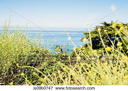 Close up of green wildflowers in front of blue sea, Big Sur, California, USA View Large Photo Image Stock Photo - Close up of green wildflowers in front of blue sea, Big Sur, California, USA. Fotosearch