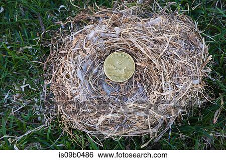 Close-up of Housefinch - Haemorhous mexicanus bird nest with Canadian one dollar coin on a green grass, Canada View Large Photo Image Stock Photograph - Close-up of Housefinch - Haemorhous mexicanus bird nest with Canadian one dollar coin on a green grass, Canada. Fotosearch