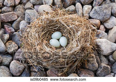 Close-up of Housefinch - Haemorhous mexicanus bird nest with three eggs on bed of river stones, Quebec, Canada View Large Photo Image Stock Photography - Close-up of Housefinch - Haemorhous mexicanus bird nest with three eggs on bed of river stones, Quebec, Canada. Fotosearch