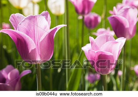 Close up of mauve and white Tulipa - Tulip flowers in spring View Large Photo Image Stock Photograph - Close up of mauve and white Tulipa - Tulip flowers in spring. Fotosearch