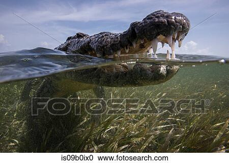 Close up of open mouthed american croc (Crocodylus acutus) at sea surface, Chinchorro Banks, Mexico View Large Photo Image Stock Image - Close up of open mouthed american croc (Crocodylus acutus) at sea surface, Chinchorro Banks, Mexico. Fotosearch