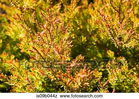 Close-up of orange and green Thuja occiidentalis (Fire Chief) - Eastern White Cedar tree foliage in spring View Large Photo Image Stock Photo - Close-up of orange and green Thuja occiidentalis (Fire Chief) - Eastern White Cedar tree foliage in spring. Fotosearch