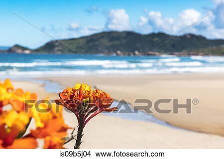 Close up of orange flowers by beach, Florianopolis, Santa Catarina, Brazil View Large Photo Image Picture - Close up of orange flowers by beach, Florianopolis, Santa Catarina, Brazil. Fotosearch