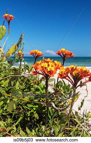 Close up of orange flowers by beach, Florianopolis, Santa Catarina, Brazil View Large Photo Image Stock Image - Close up of orange flowers by beach, Florianopolis, Santa Catarina, Brazil. Fotosearch