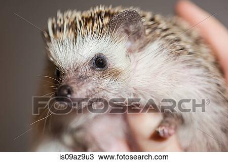 Close up of person holding hedgehog View Large Photo Image Stock Image - Close up of person holding hedgehog. Fotosearch